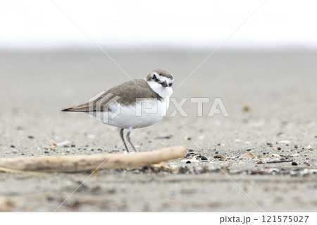 シロチドリ 121575027