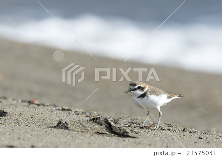 シロチドリ 121575031