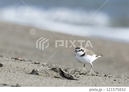 シロチドリ 121575032