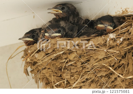 ツバメの雛　4羽　初夏 121575081
