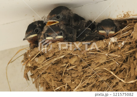 ツバメの雛　4羽　初夏 121575082