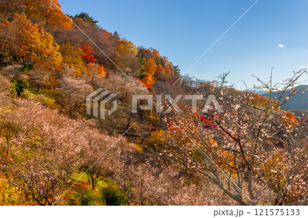 群馬県藤岡市三波川　冬桜の名所桜山公園の高台からの満開の冬桜と紅葉の競演の景色 121575133
