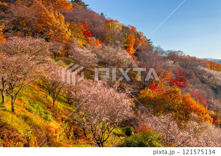 群馬県藤岡市三波川　冬桜の名所桜山公園の高台からの満開の冬桜と紅葉の競演の景色 121575134