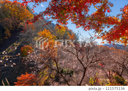 群馬県藤岡市三波川 冬桜の名所桜山公園の高台からの満開の冬桜と紅葉の競演の景色 群馬県藤岡市三波川 冬桜の名所桜山公園の高台からの満開の冬桜と紅葉の競演の景色 121575136