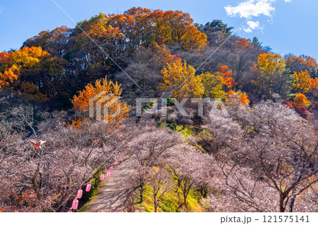 群馬県藤岡市三波川　冬桜の名所桜山公園の高台からの満開の冬桜と紅葉の競演の景色 121575141