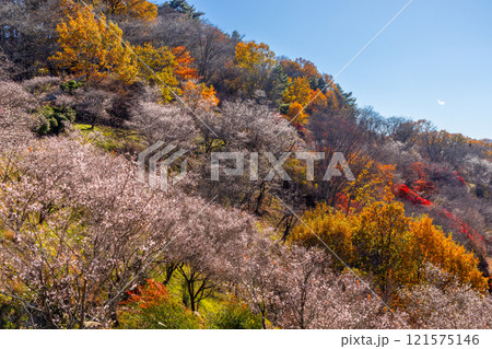 群馬県藤岡市三波川　冬桜の名所桜山公園の高台からの満開の冬桜と紅葉の競演の景色 121575146