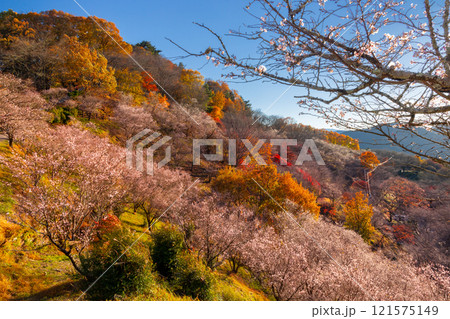 群馬県藤岡市三波川　冬桜の名所桜山公園の高台からの満開の冬桜と紅葉の競演の景色 121575149