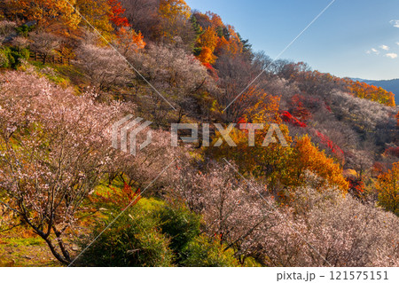 群馬県藤岡市三波川　冬桜の名所桜山公園の高台からの満開の冬桜と紅葉の競演の景色 121575151