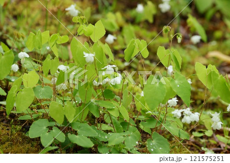 バイカイカリソウ 梅花碇草 山野草 小さい白い花 バイカイカリソウ 梅花碇草 山野草 小さい白い花 121575251