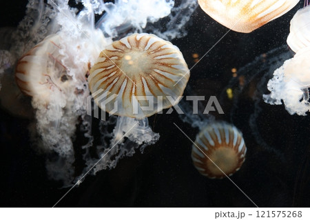 鹿児島県鹿児島市　いおワールドかごしま水族館 121575268