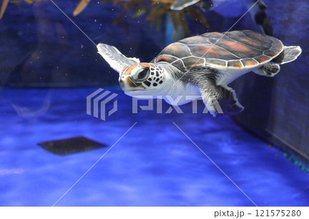 鹿児島県鹿児島市 いおワールドかごしま水族館 鹿児島県鹿児島市 いおワールドかごしま水族館 121575280