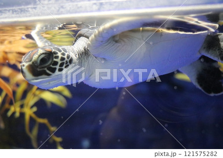 鹿児島県鹿児島市 いおワールドかごしま水族館 鹿児島県鹿児島市 いおワールドかごしま水族館 121575282