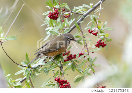 マミチャジナイ 121575348