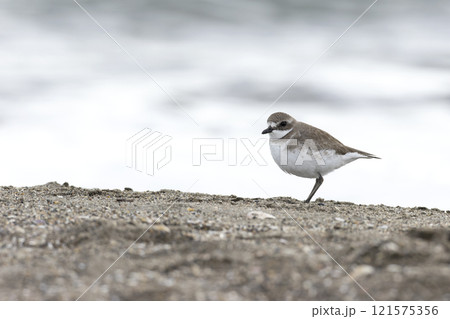 メダイチドリ 121575356