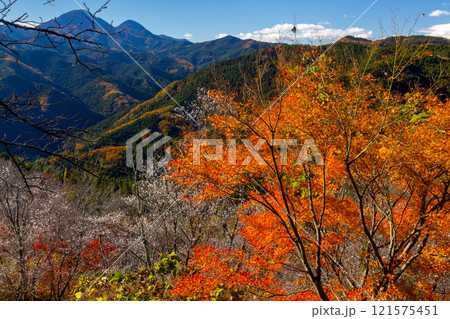 群馬県藤岡市三波川　冬桜の名所桜山公園の高台からの満開の冬桜と紅葉の競演の景色 121575451