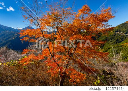 群馬県藤岡市三波川　冬桜の名所桜山公園の高台からの満開の冬桜と紅葉の競演の景色 121575454