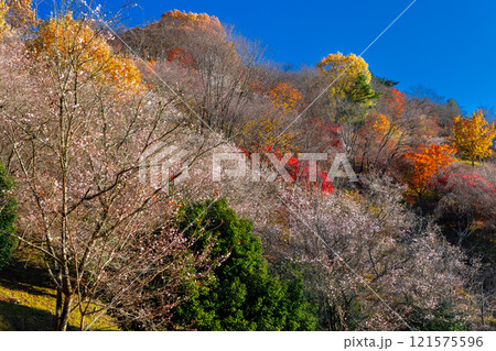 群馬県藤岡市三波川　冬桜の名所桜山公園の斜面の満開の冬桜と紅葉の競演の景色 121575596