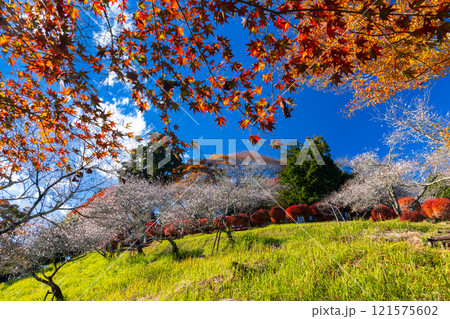 群馬県藤岡市三波川　冬桜の名所桜山公園の斜面の満開の冬桜と紅葉の競演の景色 121575602