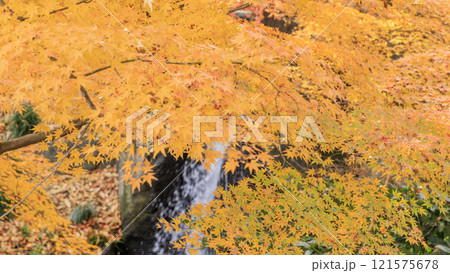 北の丸公園の紅葉 121575678