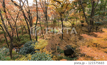 北の丸公園の紅葉 北の丸公園の紅葉 121575683