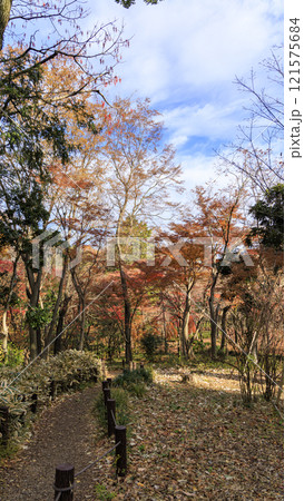 北の丸公園の紅葉 北の丸公園の紅葉 121575684