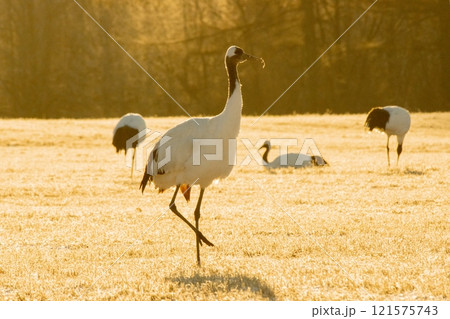 寒い朝、朝日を受けて一息 121575743
