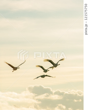寒い朝、朝日を浴びて飛ぶタンチョウ 寒い朝、朝日を浴びて飛ぶタンチョウ 121575750