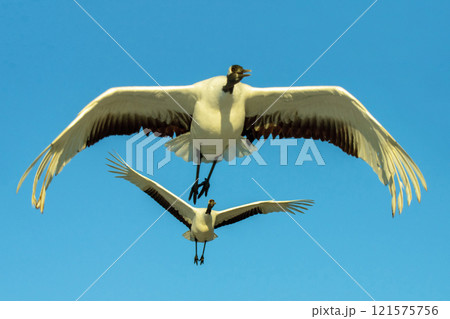 朝、タンチョウが飛び立つ 朝、タンチョウが飛び立つ 121575756