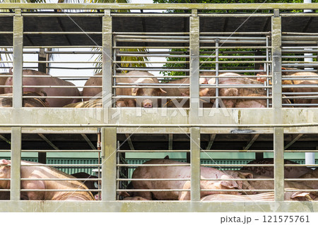 Close-up of pigs on a truck in Pingtung, Taiwan. Close-up of pigs on a truck in Pingtung, Taiwan. 121575761