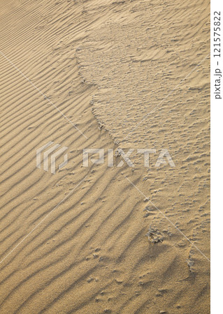 秋の鳥取砂丘とその紋様 鳥取県 鳥取砂丘 121575822