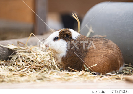 のんほいパーク豊橋で飼育しているテンジクネズミ 121575883