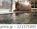 のんほいパーク豊橋で飼育しているカピバラ 121575885