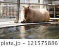 のんほいパーク豊橋で飼育しているカピバラ 121575886