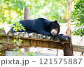 のんほいパーク豊橋で飼育マレーグマ 121575887