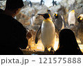 のんほいパーク豊橋で飼育しているペンギン 121575888