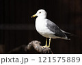 のんほいパーク豊橋で飼育しているウミネコ 121575889