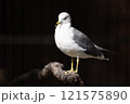 のんほいパーク豊橋で飼育しているウミネコ 121575890