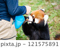 のんほいパーク豊橋で飼育しているレッサーパンダ 121575891