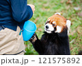 のんほいパーク豊橋で飼育しているレッサーパンダ 121575892
