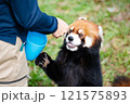 のんほいパーク豊橋で飼育しているレッサーパンダ 121575893