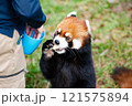 のんほいパーク豊橋で飼育しているレッサーパンダ 121575894