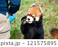 のんほいパーク豊橋で飼育しているレッサーパンダ 121575895