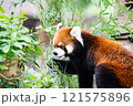 のんほいパーク豊橋で飼育しているレッサーパンダ 121575896