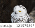 のんほいパーク豊橋で飼育しているフクロウ 121575897