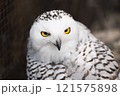 のんほいパーク豊橋で飼育しているフクロウ 121575898