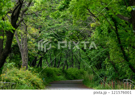 緑豊かな木々に囲まれた静かな自然の小道 緑豊かな木々に囲まれた静かな自然の小道 121576001
