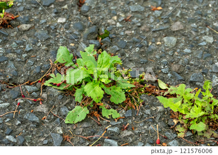 アスファルトの亀裂から芽吹く生命力溢れる雑草 121576006