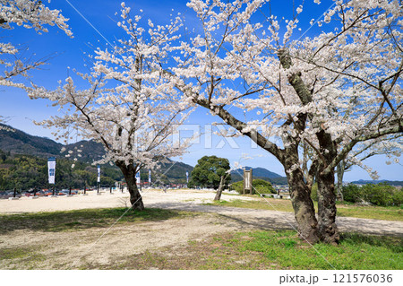 〈島根県〉月山富田城 太鼓壇公園 満開の桜と旗印 4月 〈島根県〉月山富田城 太鼓壇公園 満開の桜と旗印 4月 121576036