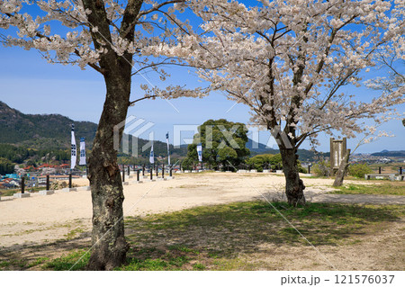 〈島根県〉月山富田城　太鼓壇公園　満開の桜と旗印　4月 121576037