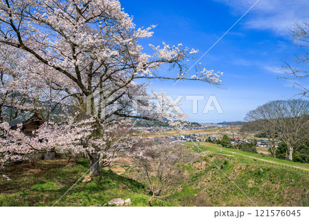 〈島根県〉月山富田城　太鼓壇公園　満開の桜　4月 121576045